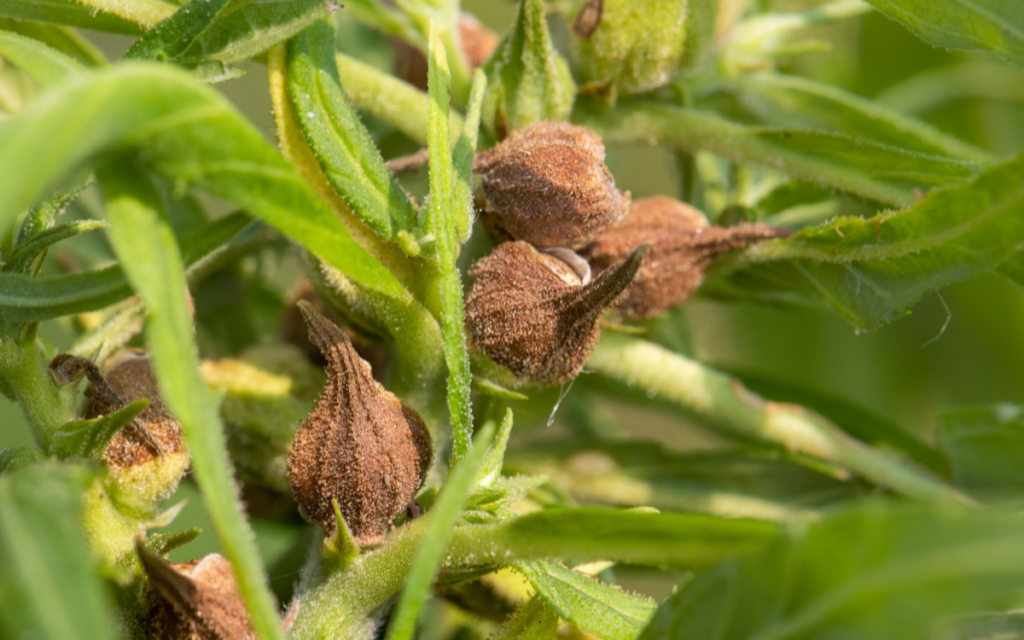 Production et contrôle qualité dans le commerce du CBD