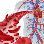 Compression et circulation sanguine