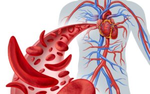 Compression et circulation sanguine